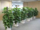 绿植租摆